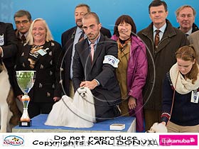 dogs breeders dog pictures